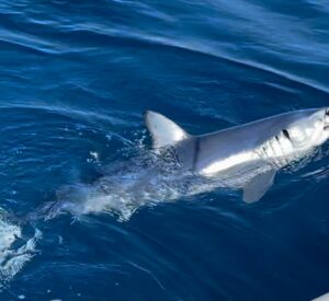 alquiler barco pesca islas columbretes